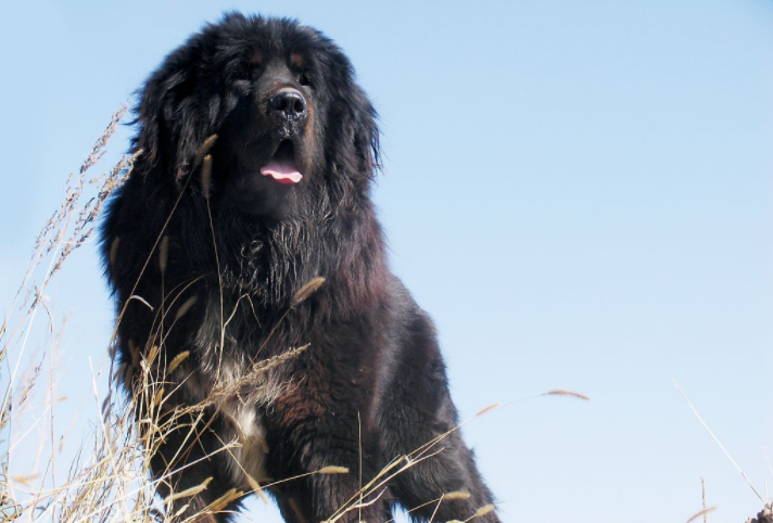 藏獒论坛，探索中国高原犬种的智慧与魅力